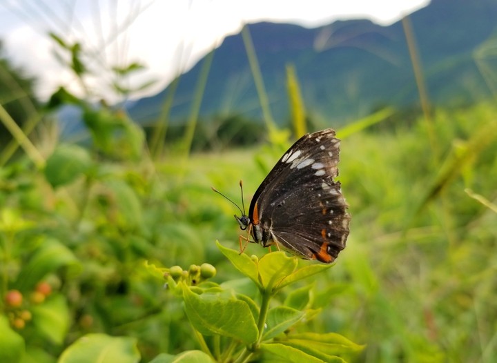 MARIPOSA POSANDO SOBRE UNA HOJA, SAN LORENZO, GRO.