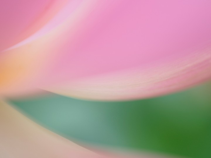 연꽃