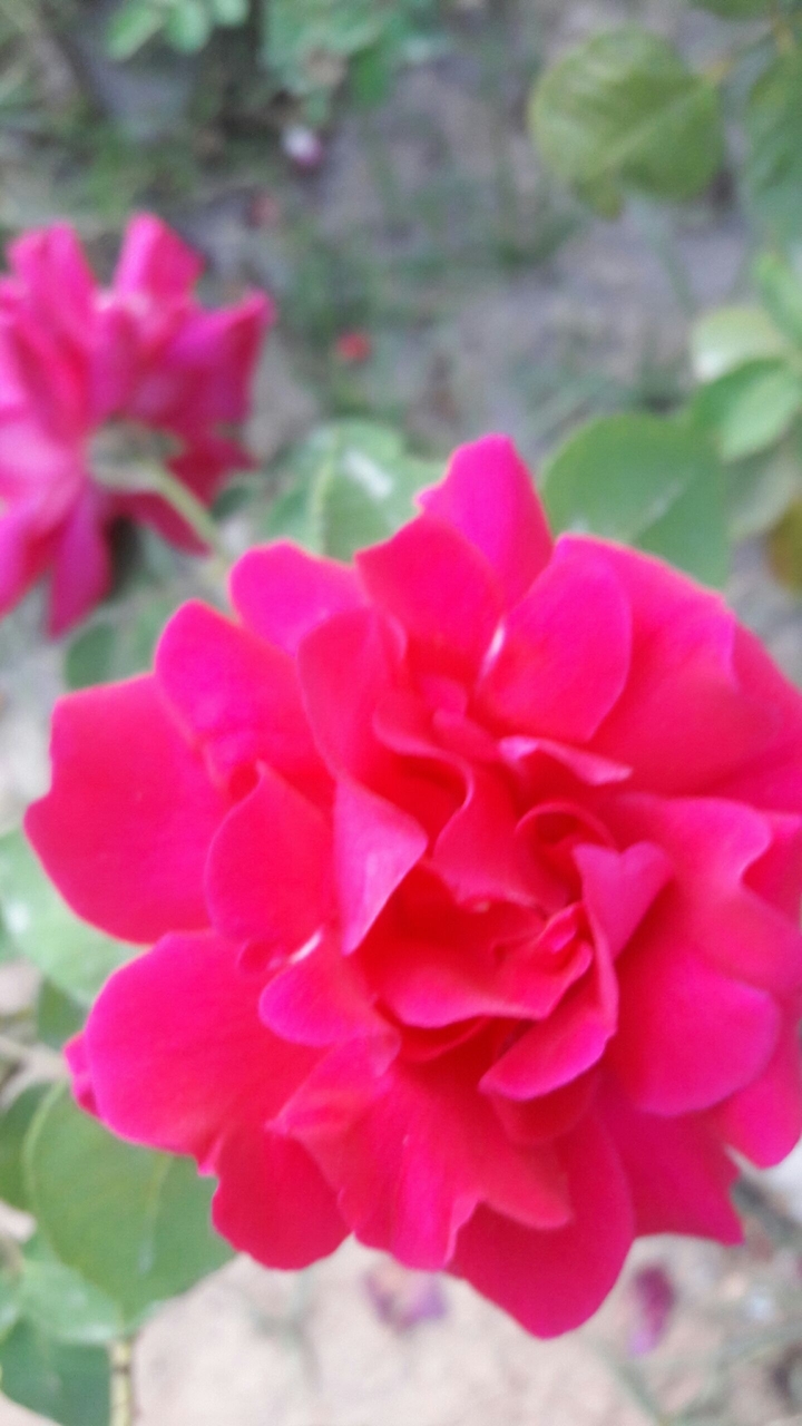 flowers