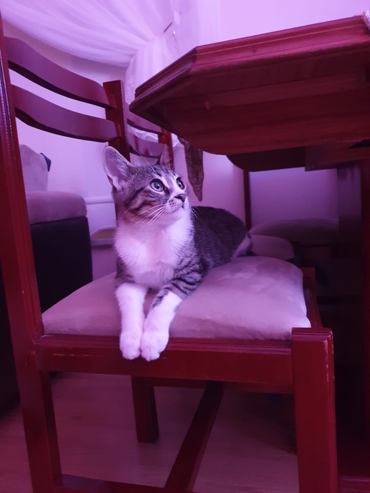 Leo
