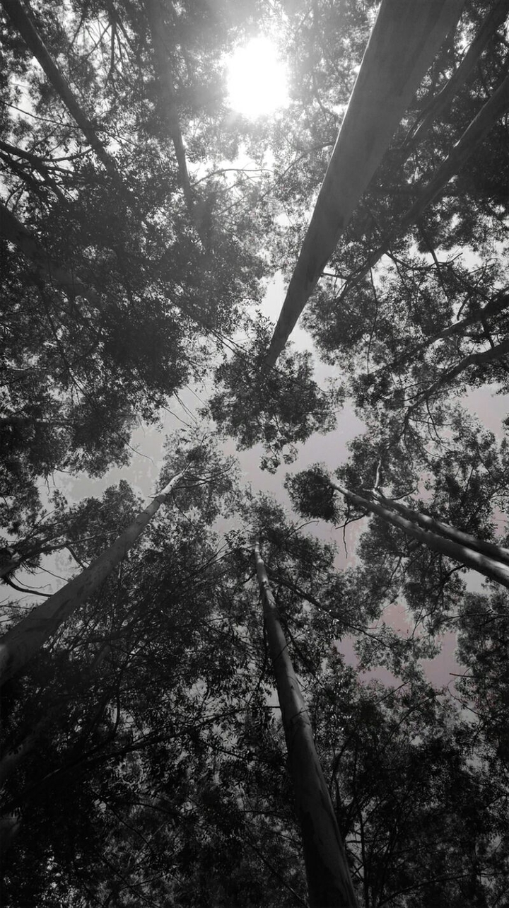 Tall Trees