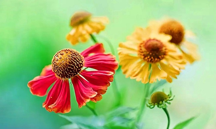 helenium