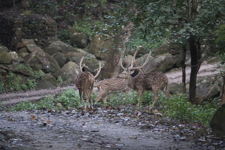 deer