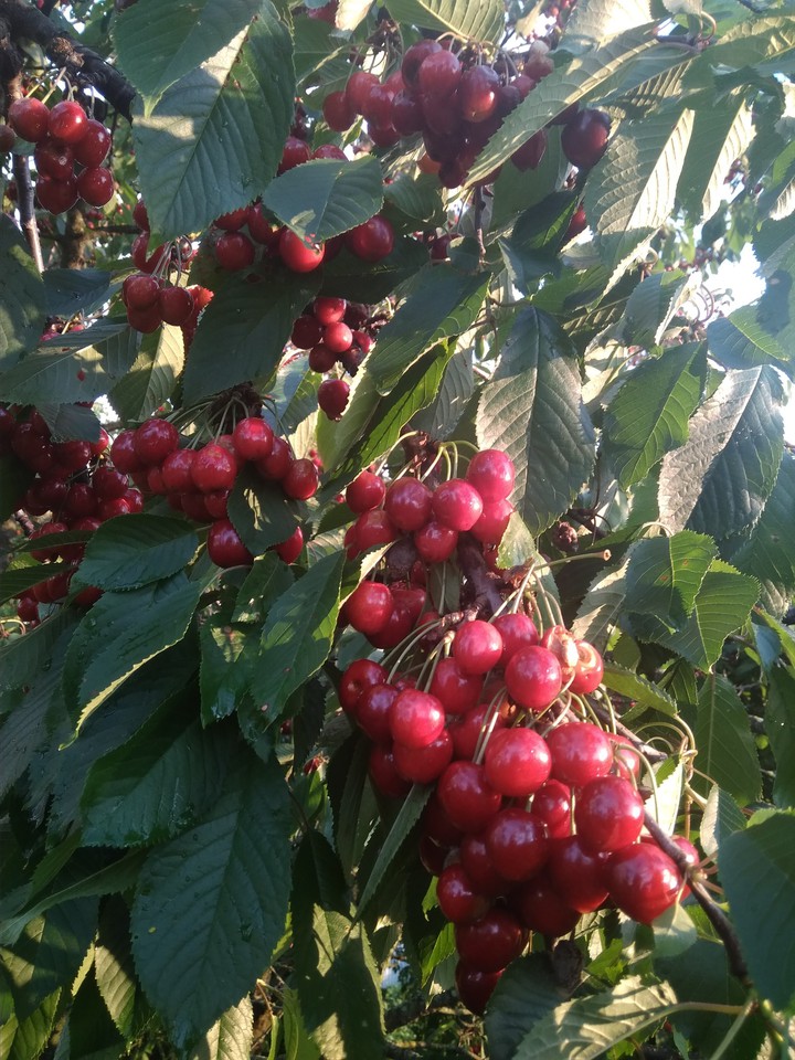 cherry ?