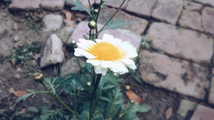 white yellow blooming bud