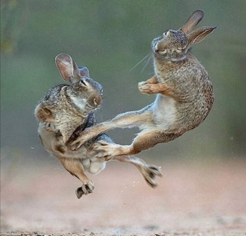 Fight