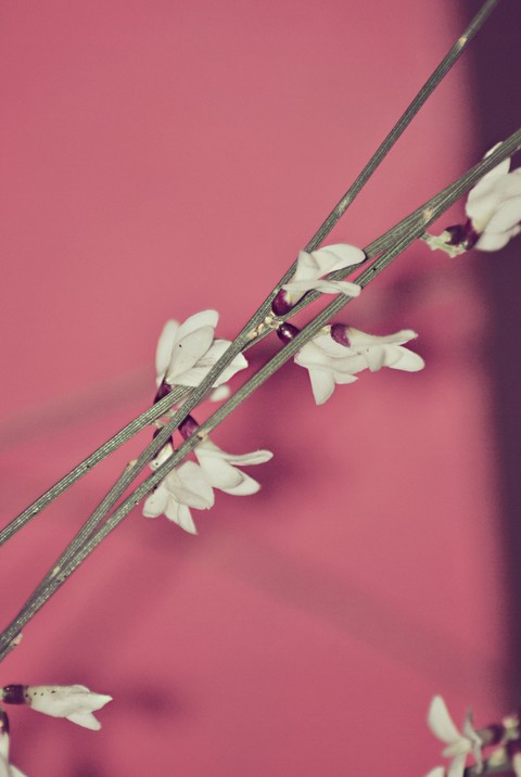 flowers-my click-