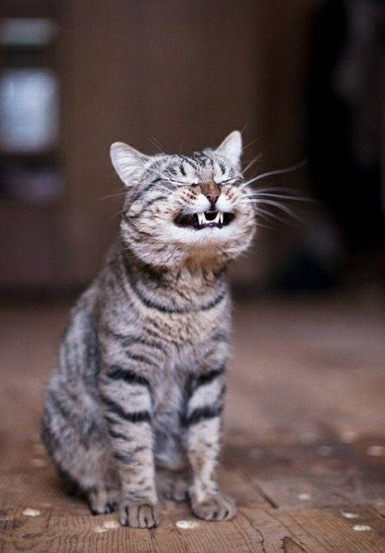 Funny Cat