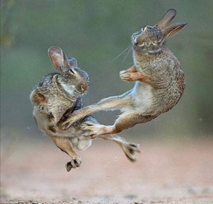 Fight