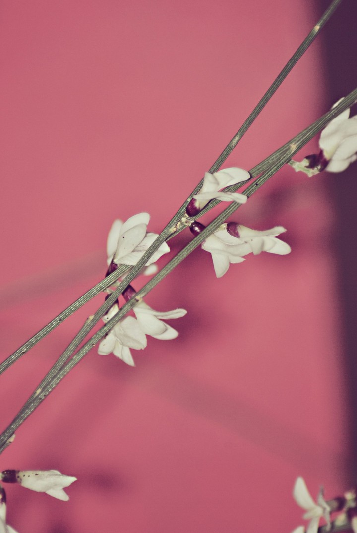 flowers-my click-