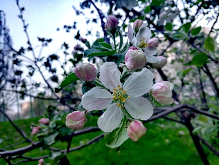 Flower mood