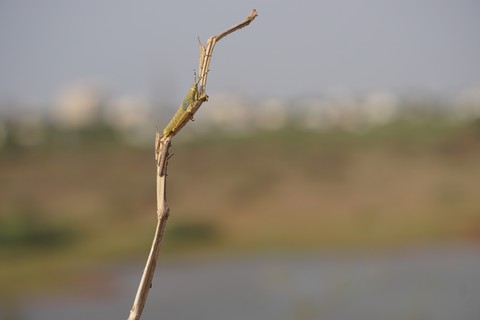 group of mantis