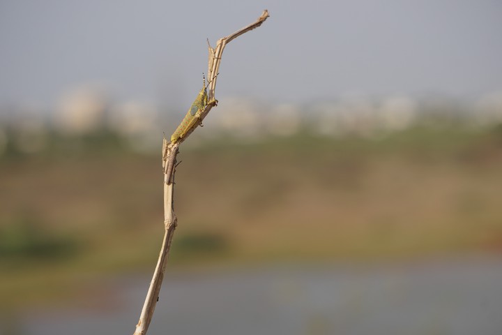 group of mantis