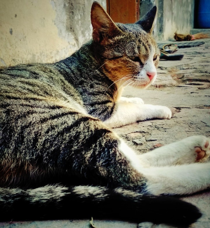 cat