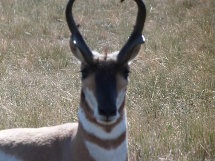antelope...prong horn