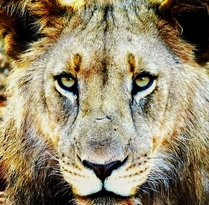 lion