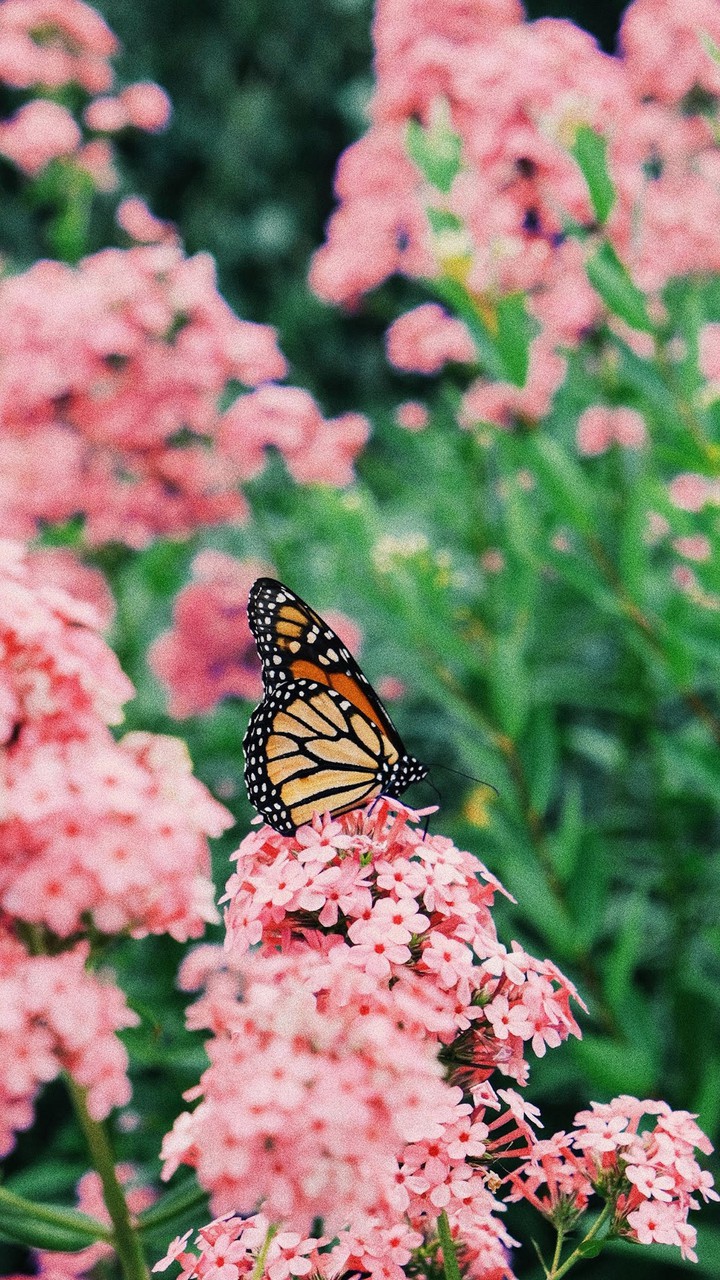 ♥