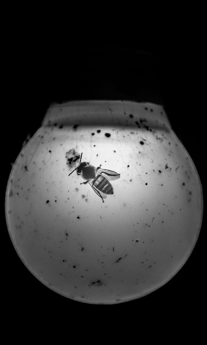 Honey bee 