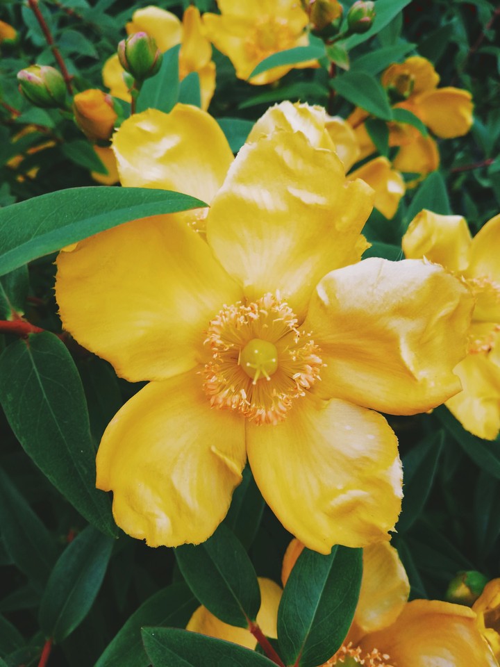 Flower