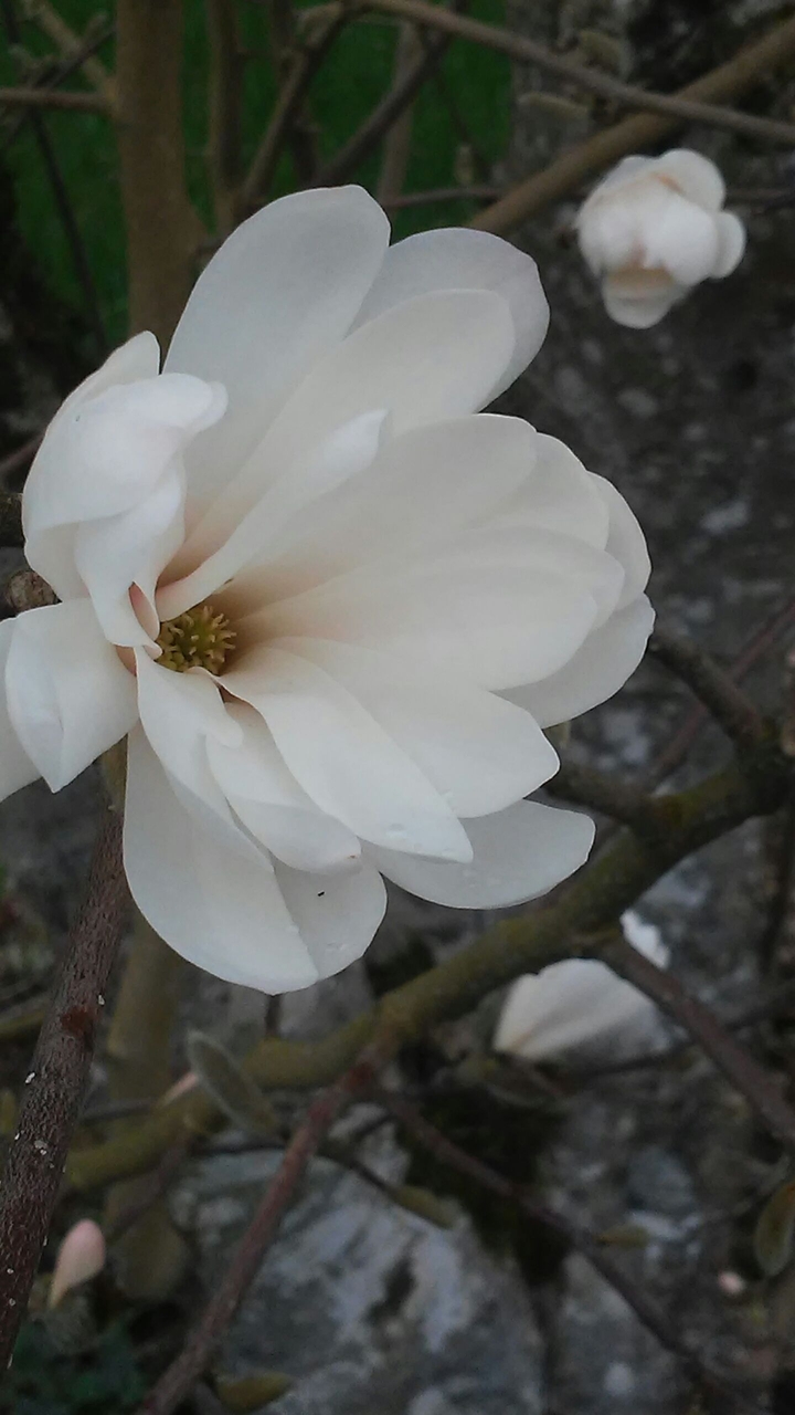 Dancing flower