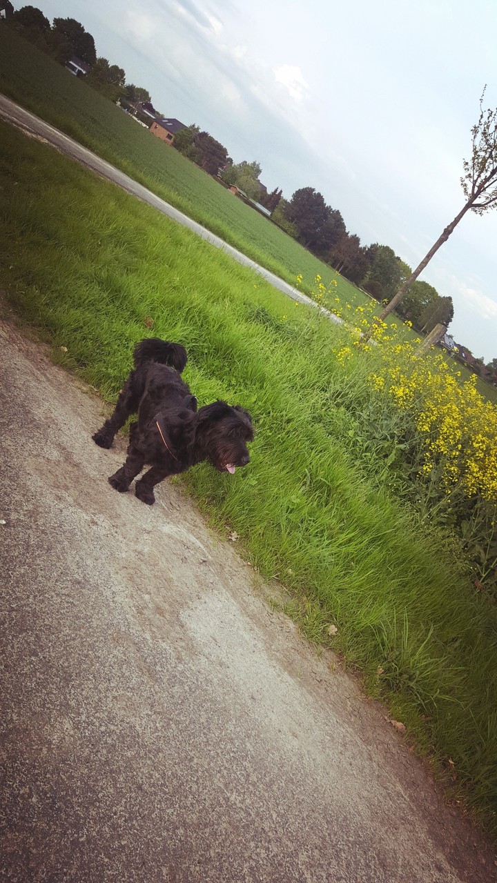 Dog walk