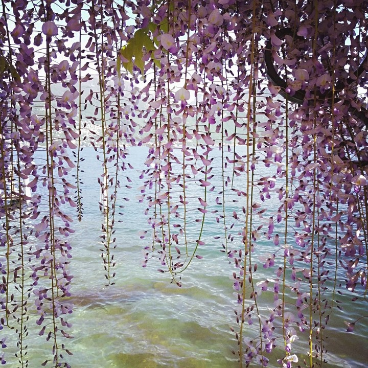 flowers over the lake!