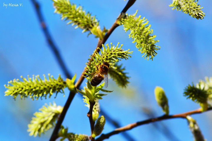 nature