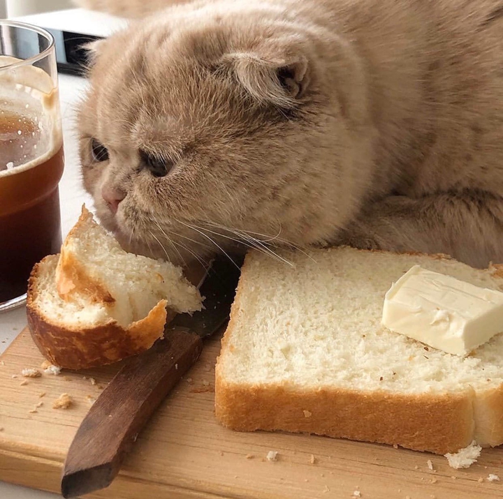 котик