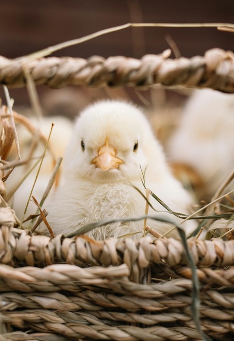 chicken, feather wallpapers
