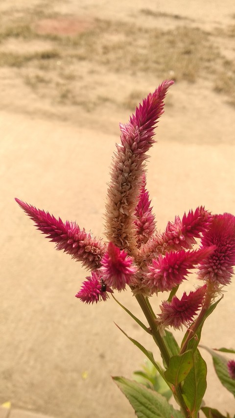 flower