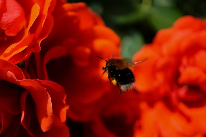 hummel