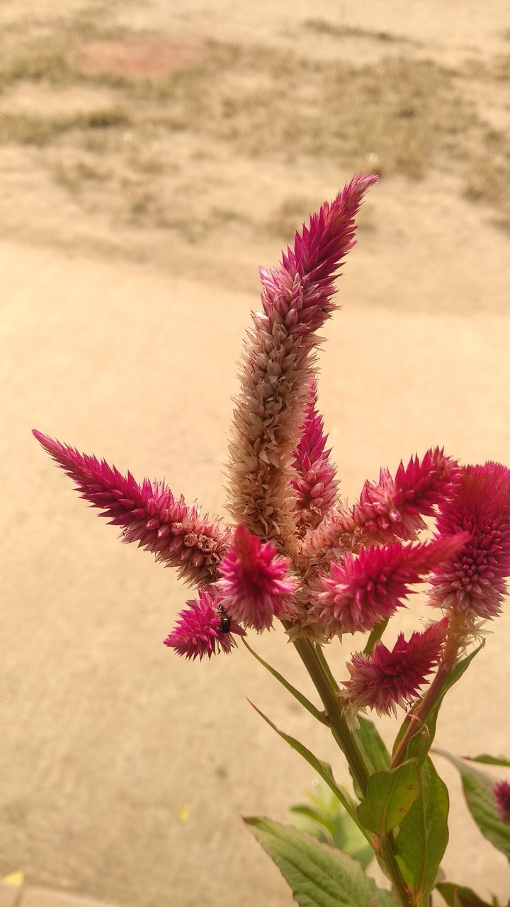 flower