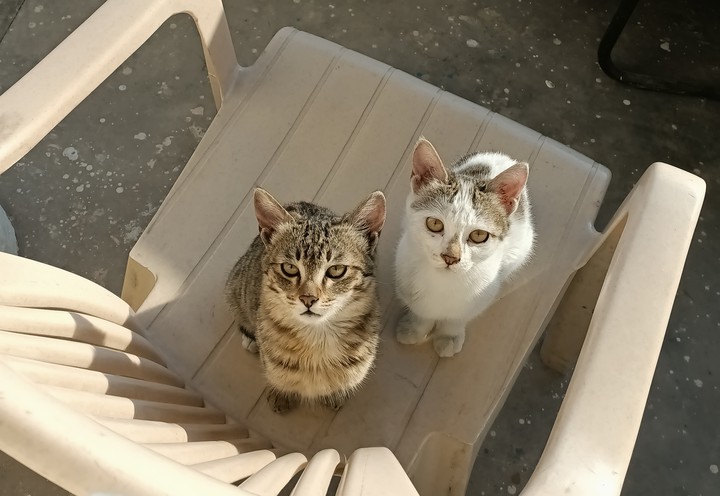 cat twins