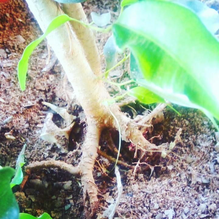 tree