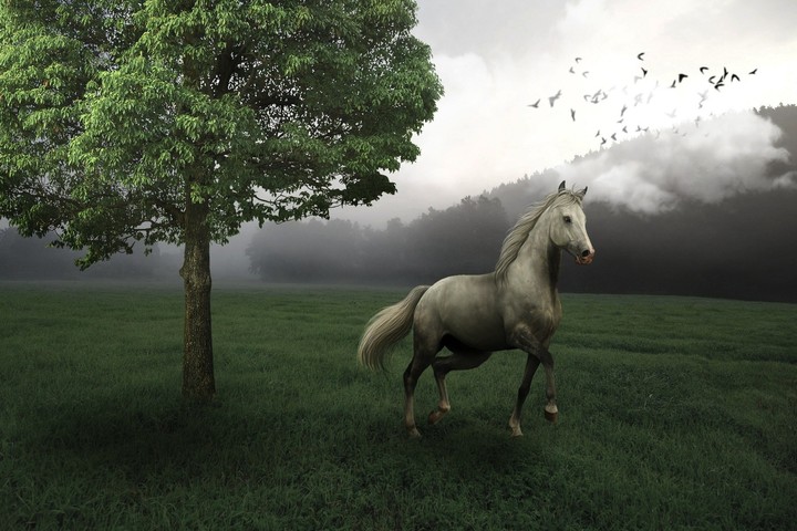 Horse