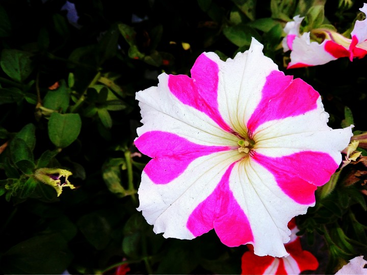 flower