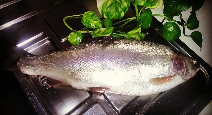 fish