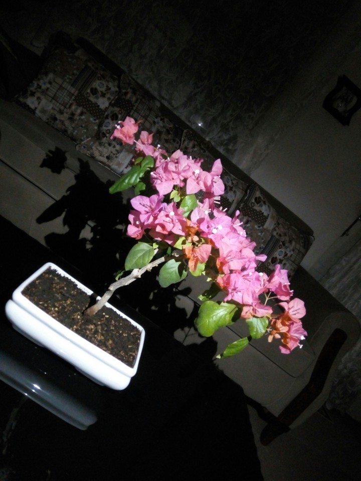bonsai