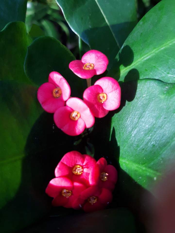 flora bella