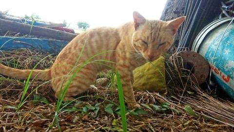 Cat