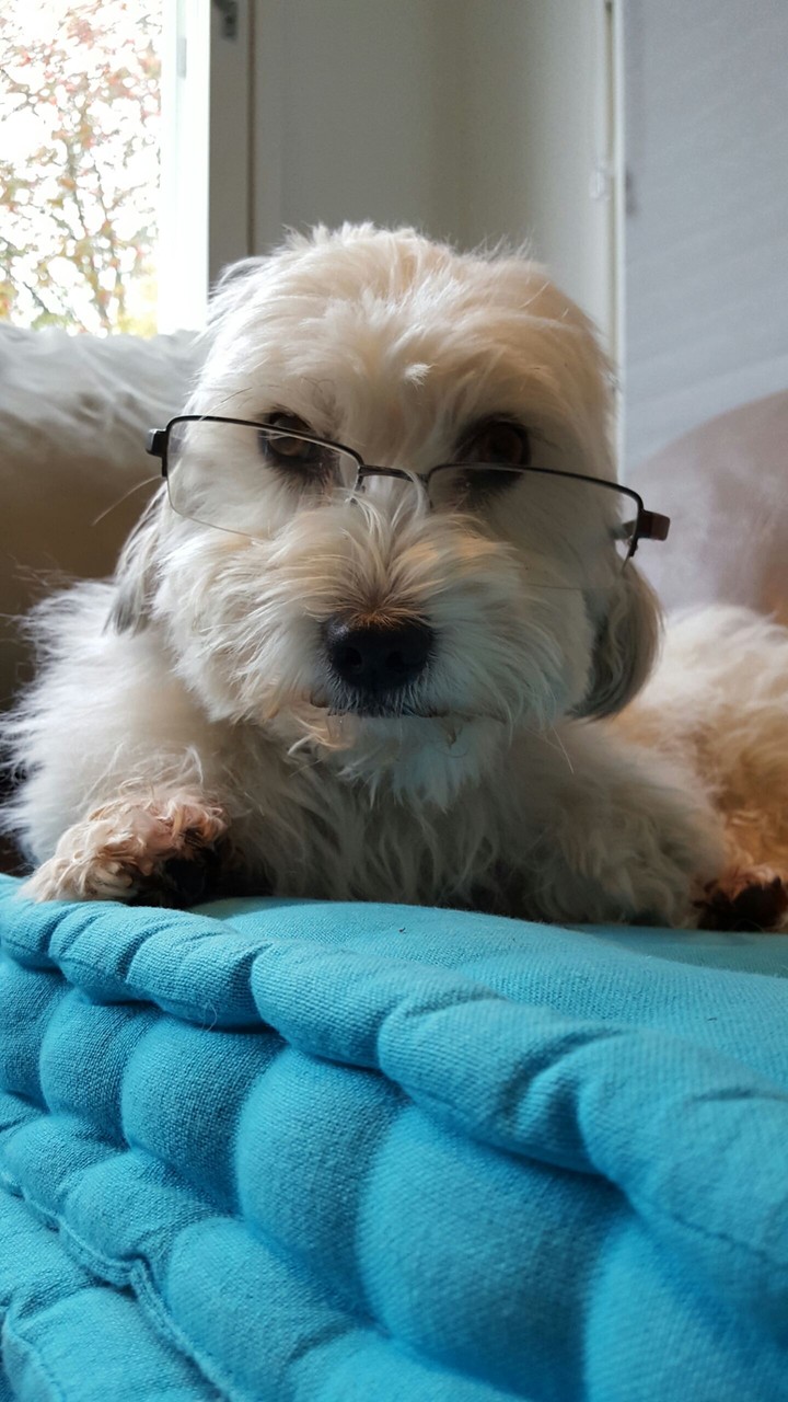 eyeglasses & dog