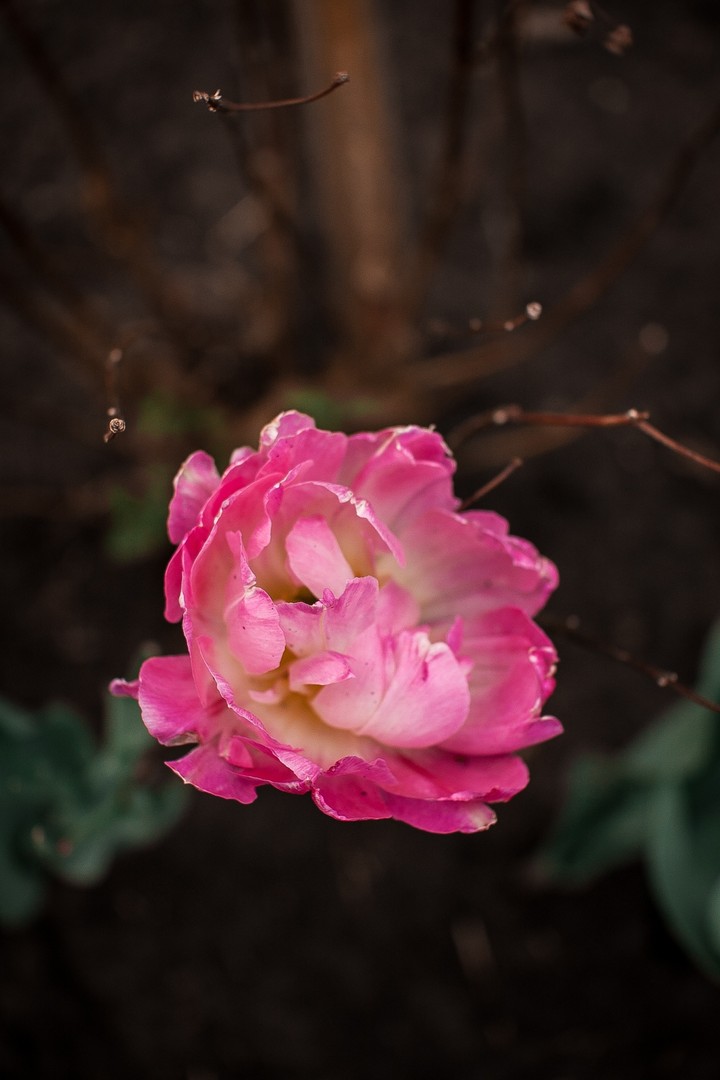 Flower