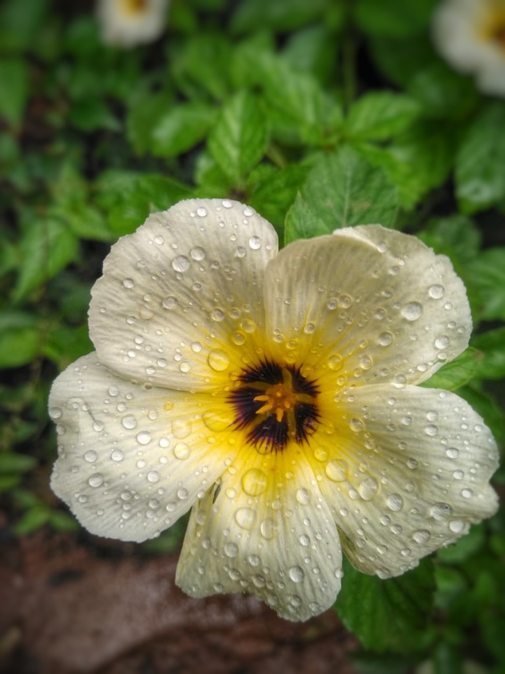 flower