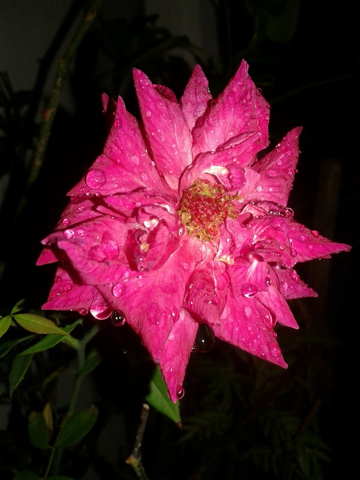 rose with water drop