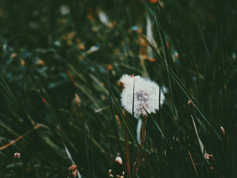 Macro