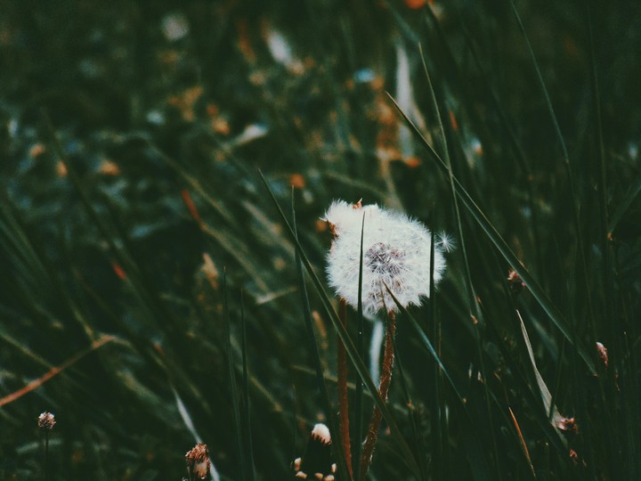 Macro
