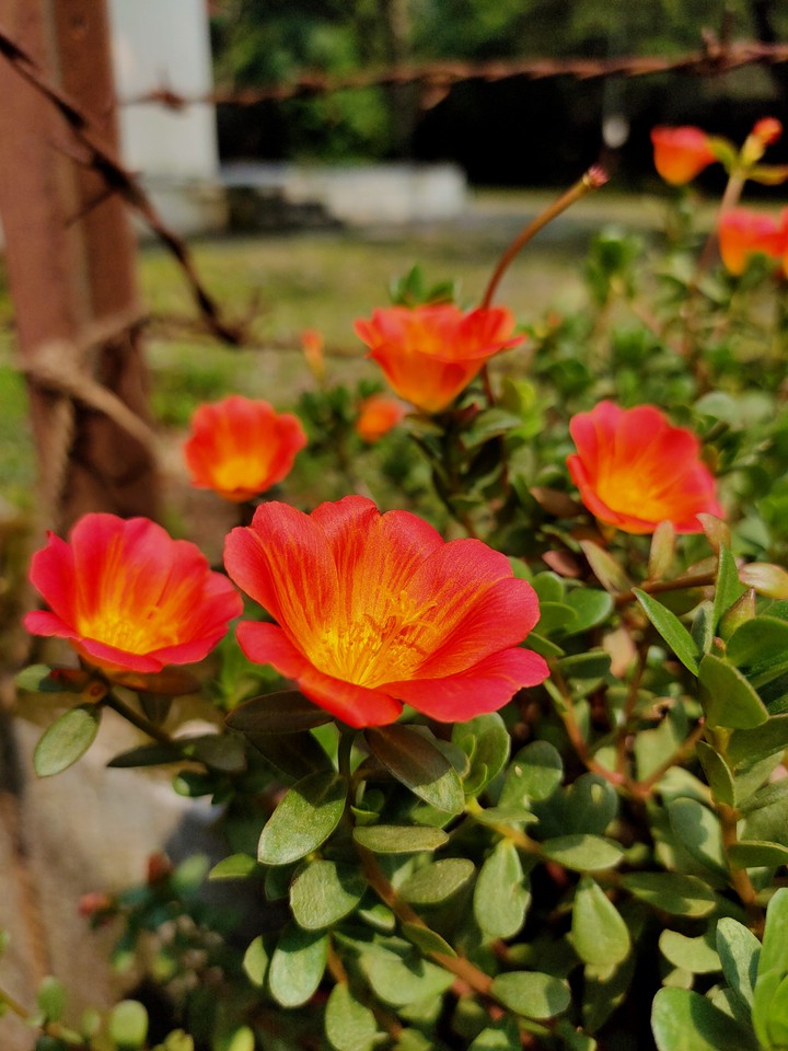 Portulaca