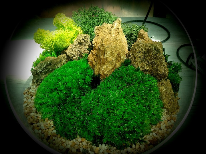 Little moss garden
