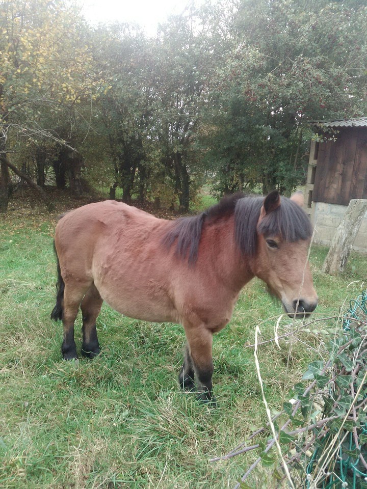 Poney