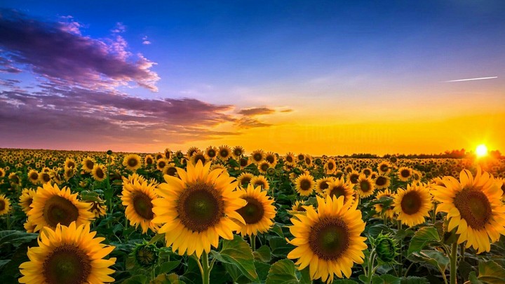 Rising Sun
